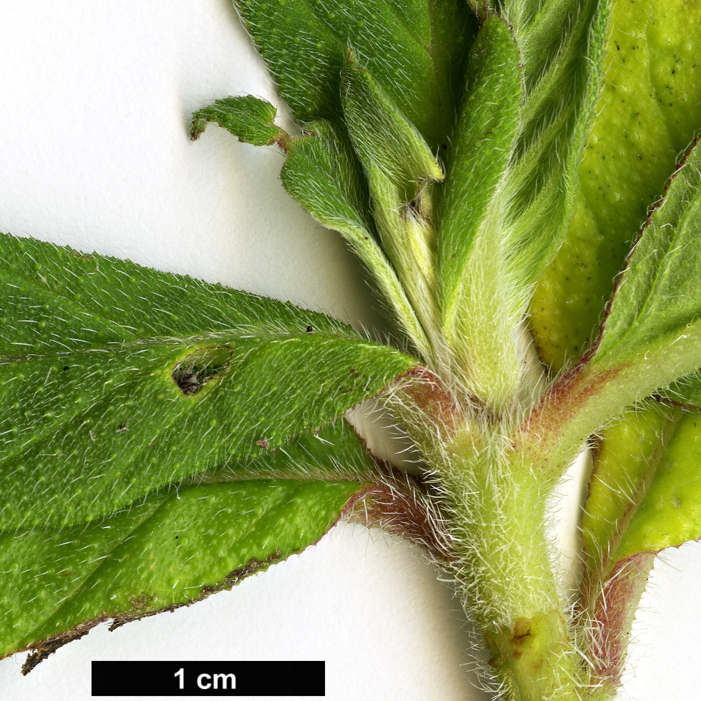 High resolution image: Family: Boraginaceae - Genus: Echium - Taxon: strictum - SpeciesSub: subsp. exasperatum